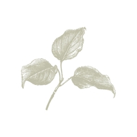 The Fruit Company icon