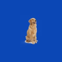 poopingpuppies icon