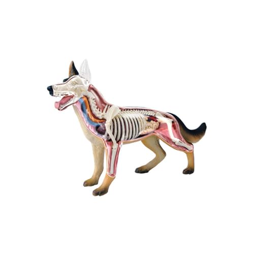 Tedco 4D Vision Dog Anatomy Model ProductsLogo