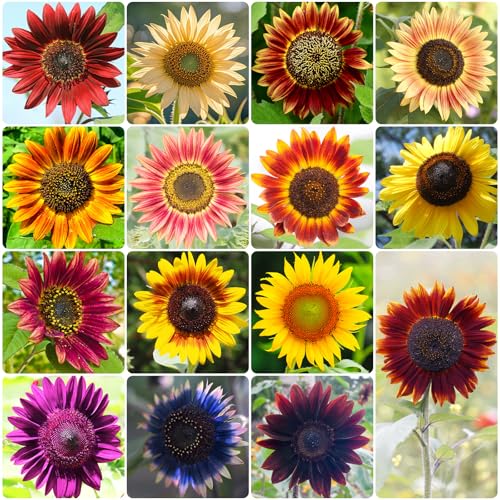 Groundio Sunflower Seeds for Planting, 15+ Varieties, 1 Oz, 300+ Mixed Seeds to Plant Colored Sunflower for Outdoors, Garden, Attracts Pollinators ProductsLogo