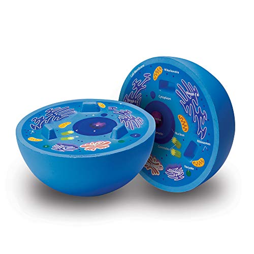 Learning Resources Cross-Section Animal Cell Model - STEM Biology Gifts, Molecular Science Activities , Microbiology ,Classroom and Teacher Must Haves, Homeschool Materials, Model Kit Tools ProductsLogo