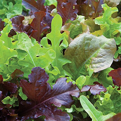 Burpee Gourmet Blend Lettuce Seeds 1000 seeds ProductsLogo